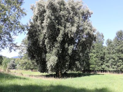 Eucryphia Cordifolia - Baum des Ulmo Honigs! 400 Jahre alter Ulmobaum mit Blüten im Februar im Landhaus
